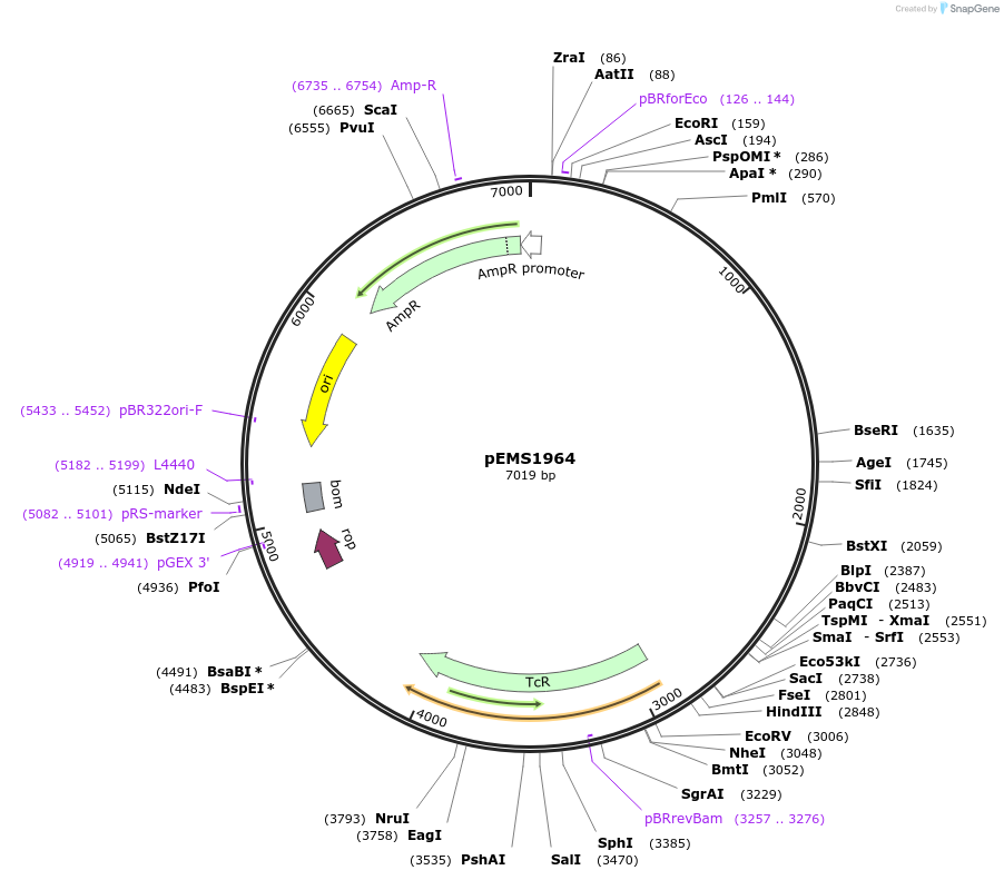 82574-plasmid-map-sequence-id-160449