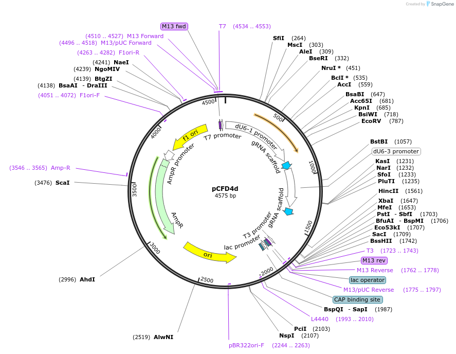 83954-plasmid-map-sequence-id-160463