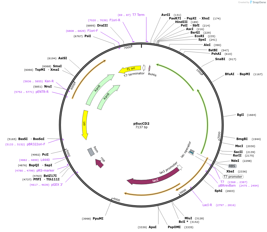 83324-plasmid-map-sequence-id-160476