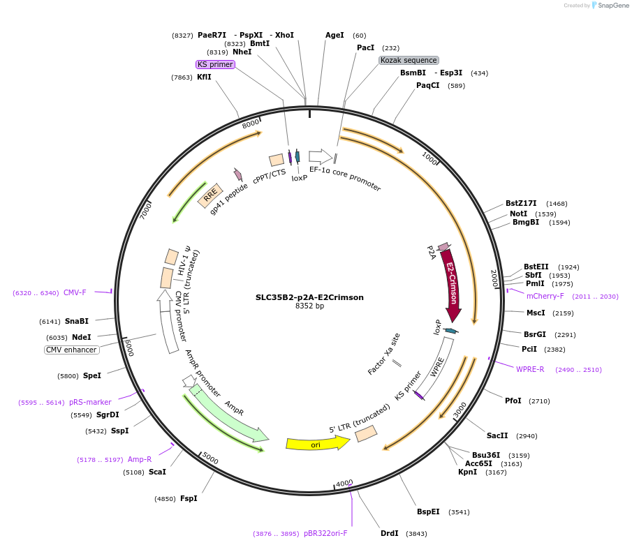 83941-plasmid-map-sequence-id-160502