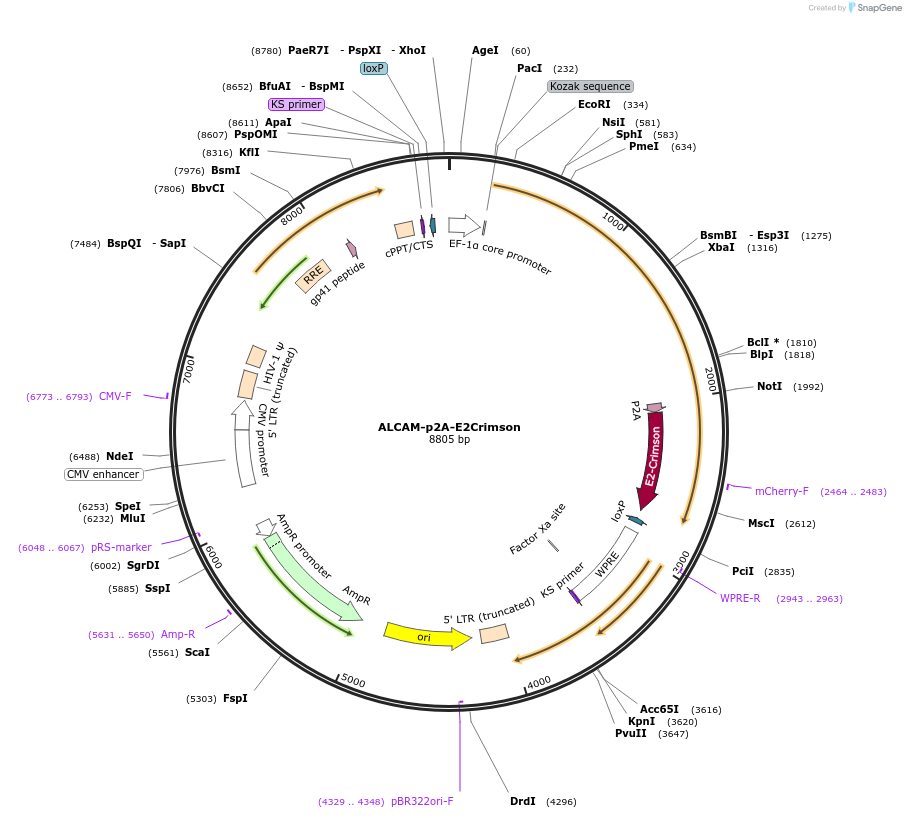 83939-plasmid-map-sequence-id-160504