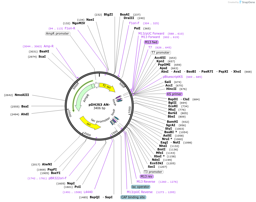 78241-plasmid-map-sequence-id-160570