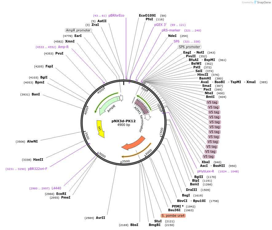 78378-plasmid-map-sequence-id-160574