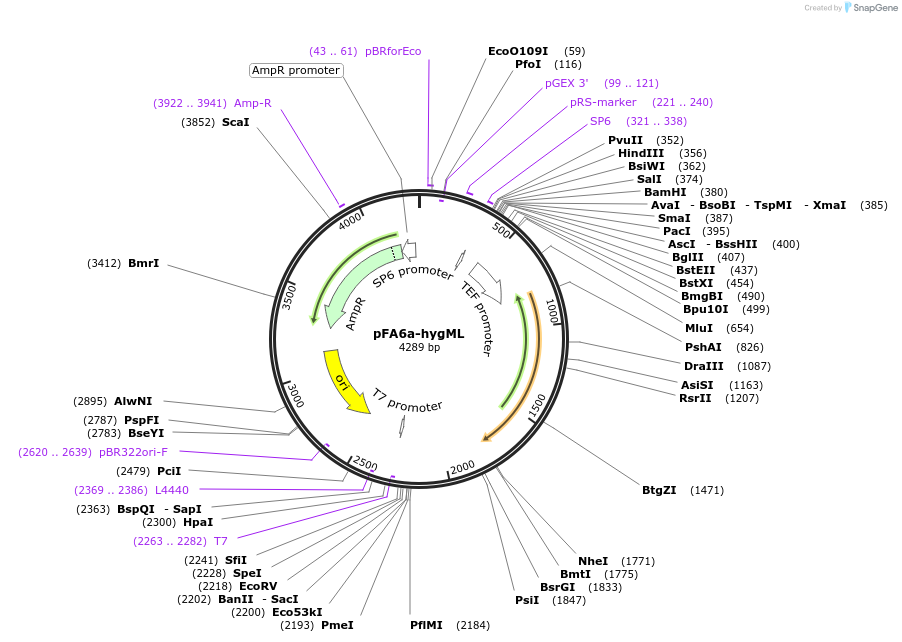 73892-plasmid-map-sequence-id-160578