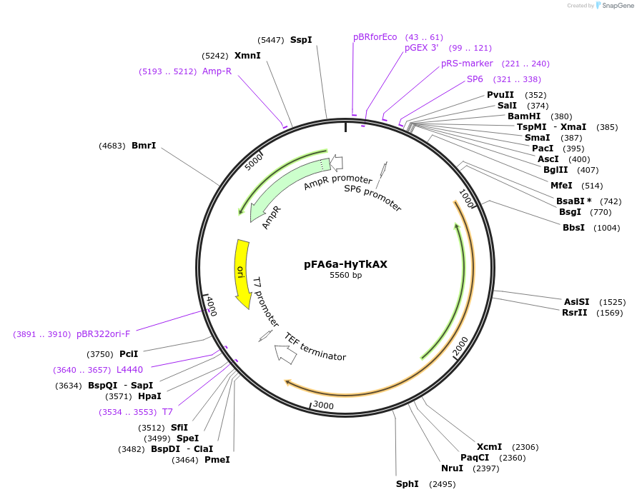 73898-plasmid-map-sequence-id-160579