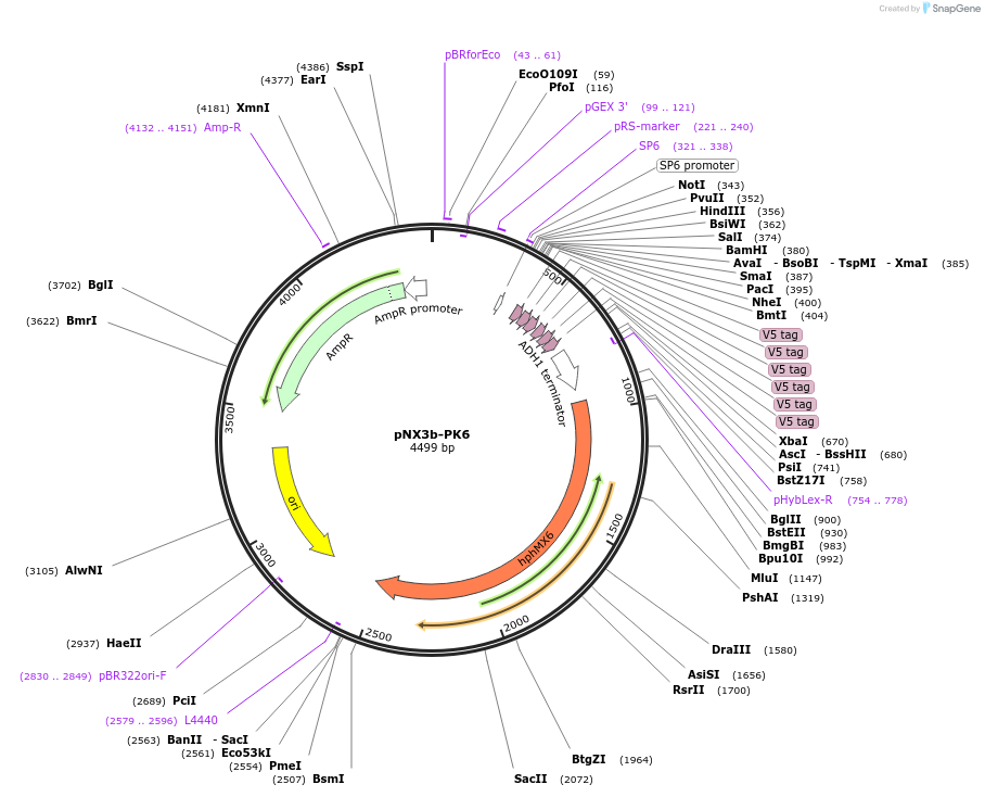 78362-plasmid-map-sequence-id-160584