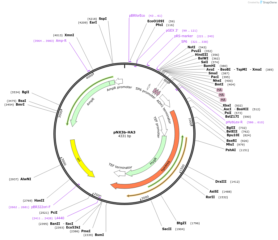 78366-plasmid-map-sequence-id-160588