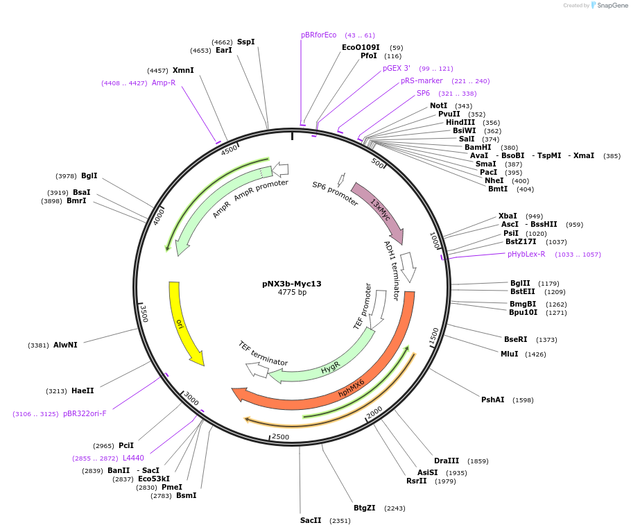 78367-plasmid-map-sequence-id-160589