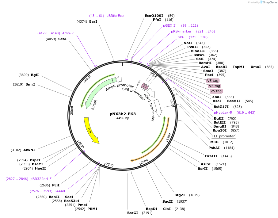 78386-plasmid-map-sequence-id-160592