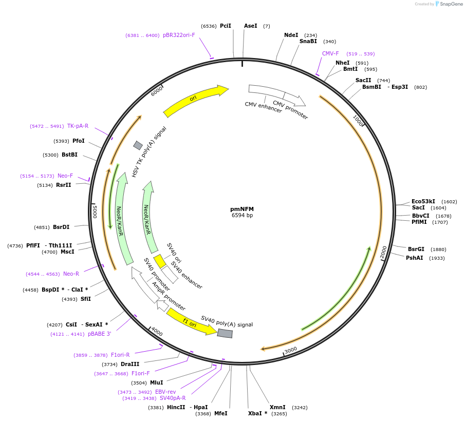 83126-plasmid-map-sequence-id-160609