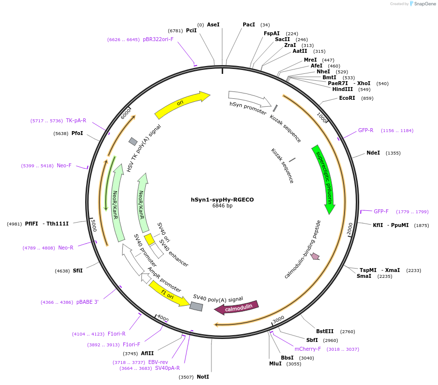 84078-plasmid-map-sequence-id-160625
