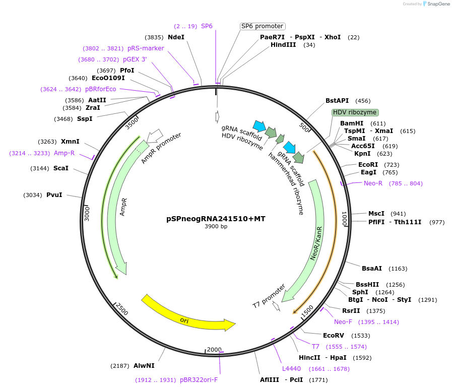 84292-plasmid-map-sequence-id-160871