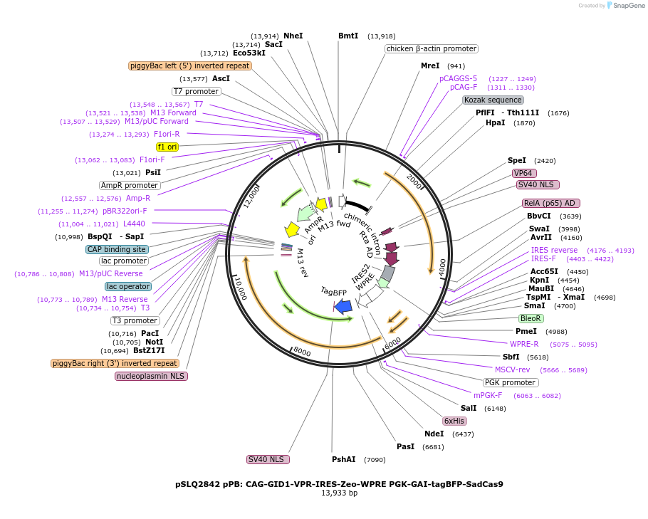 84244-plasmid-map-sequence-id-160887