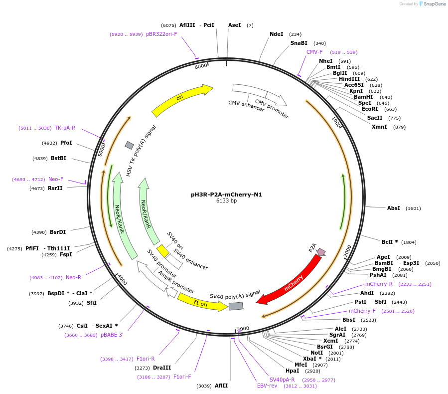 84332-plasmid-map-sequence-id-160919