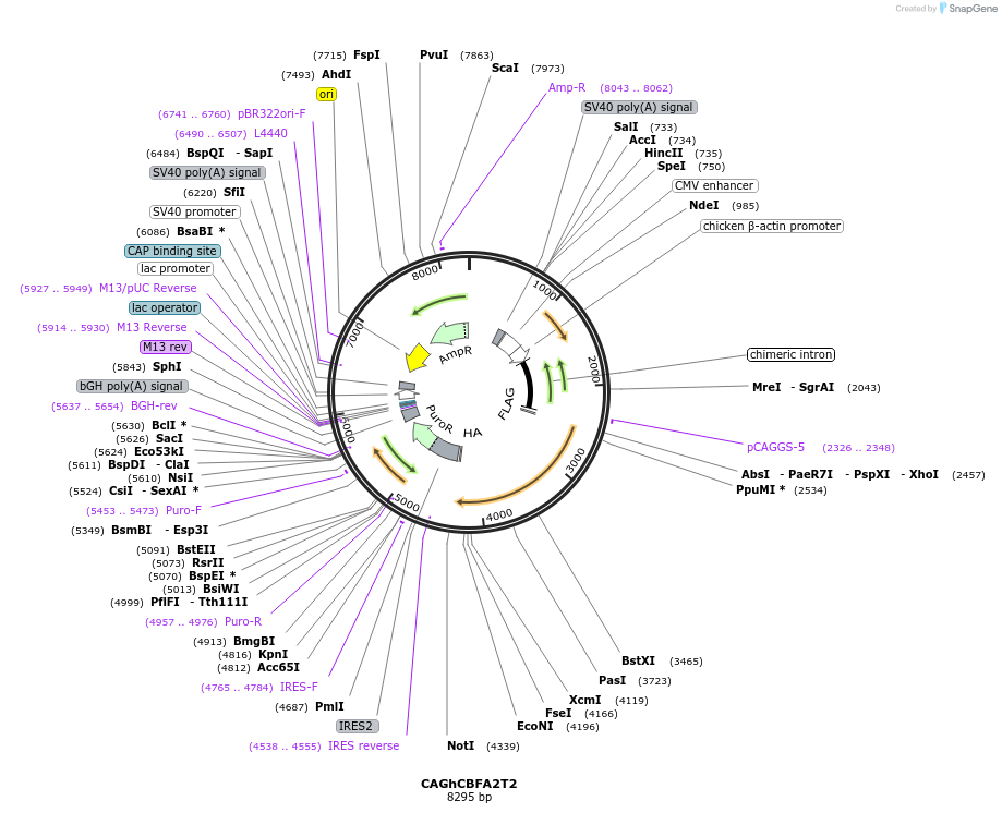 84363-plasmid-map-sequence-id-160939