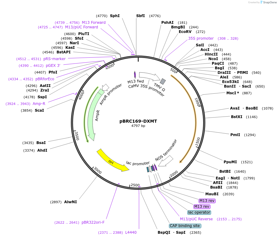 79822-plasmid-map-sequence-id-160947