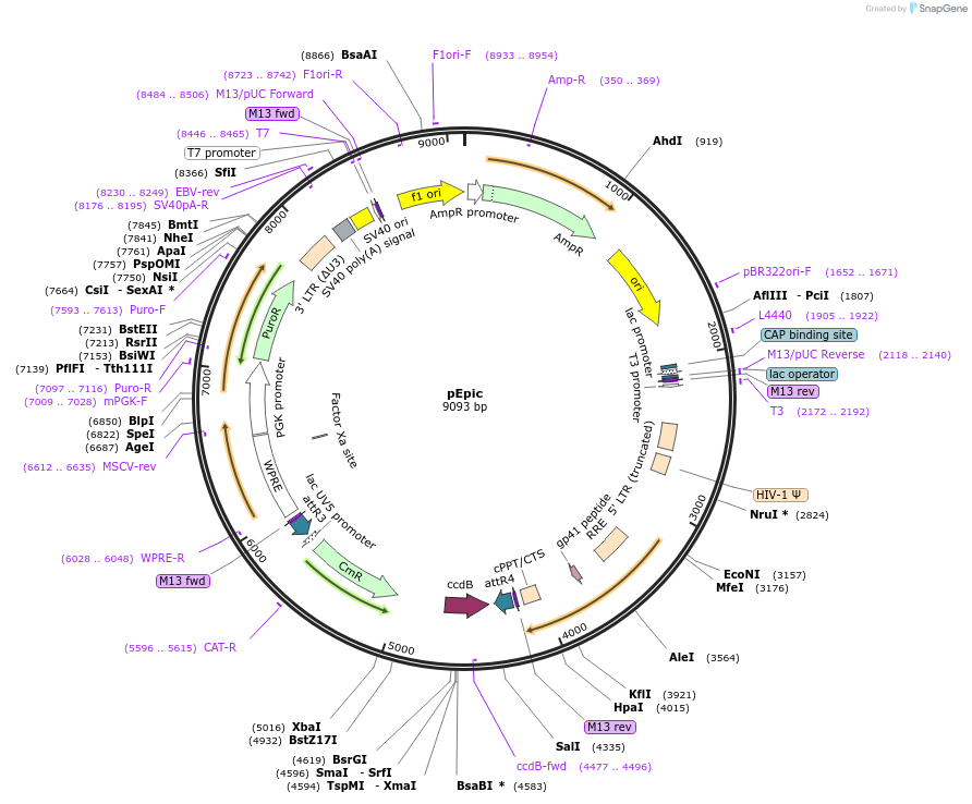 84372-plasmid-map-sequence-id-160948