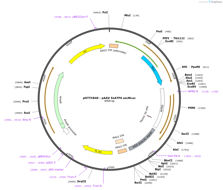 82497-plasmid-map-sequence-id-160968