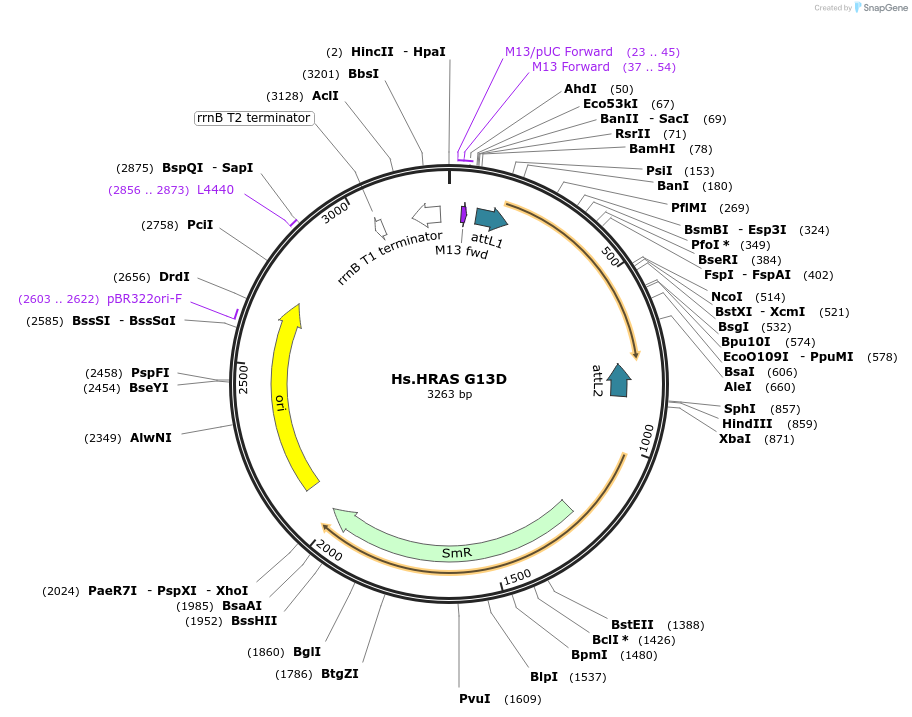 83185-plasmid-map-sequence-id-161082
