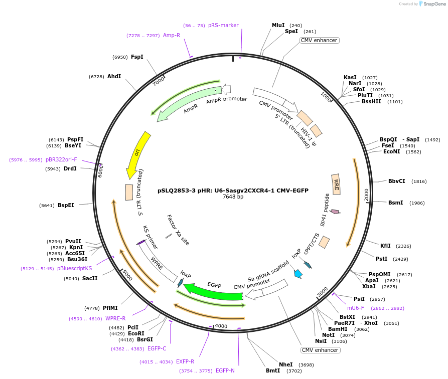 84254-plasmid-map-sequence-id-161107