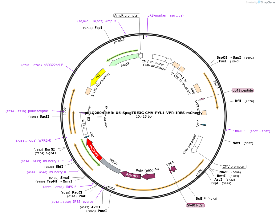 84258-plasmid-map-sequence-id-161116