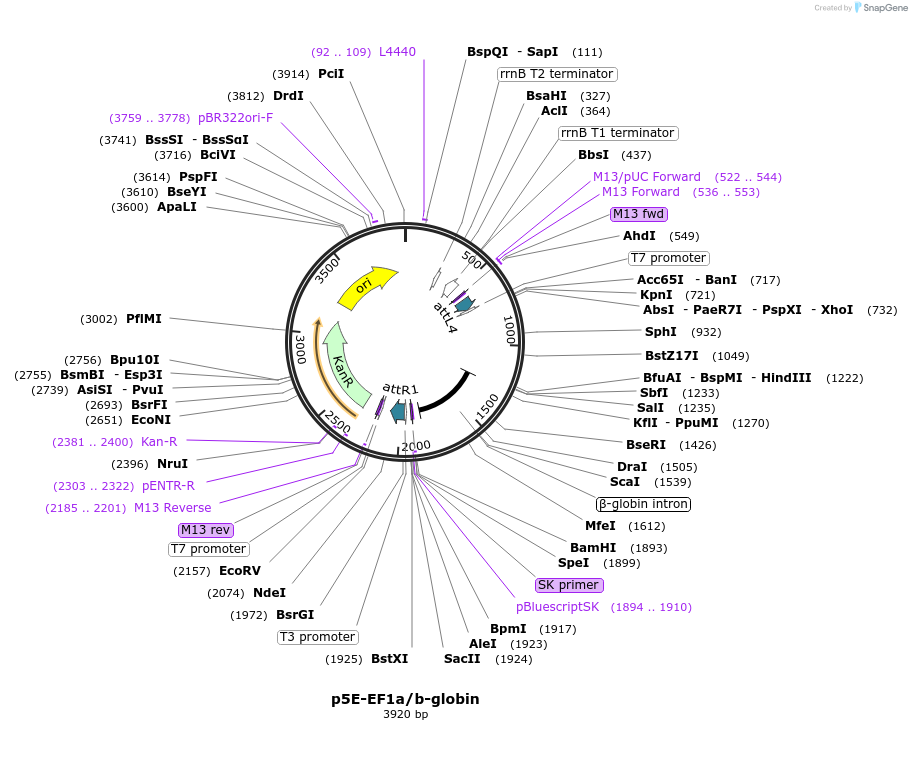 82582-plasmid-map-sequence-id-161165