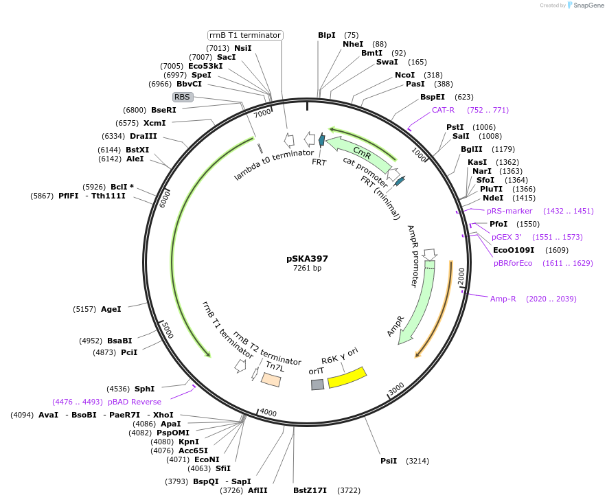 80380-plasmid-map-sequence-id-161171