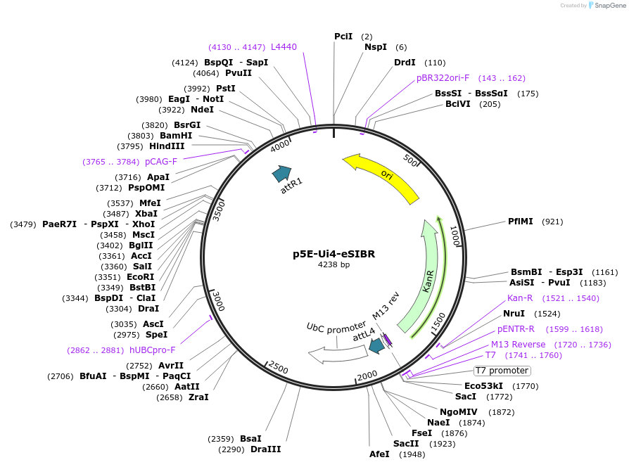82586-plasmid-map-sequence-id-161213