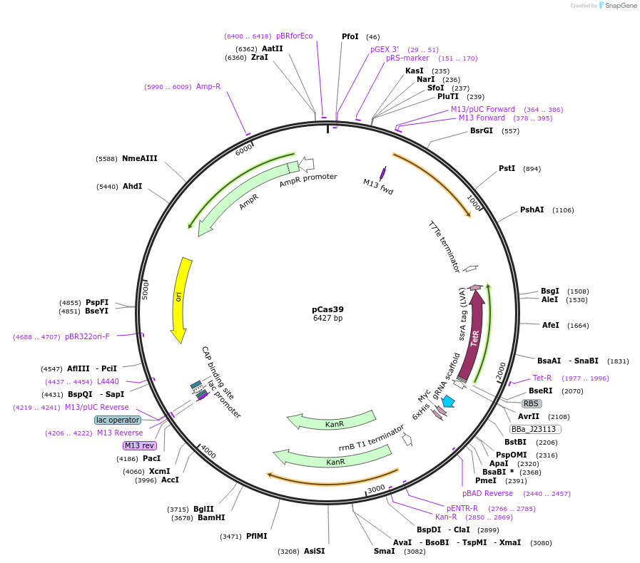 82389-plasmid-map-sequence-id-161442