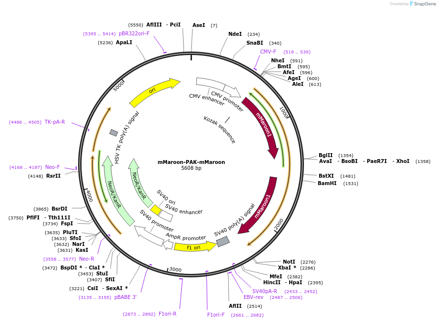 84361-plasmid-map-sequence-id-161459