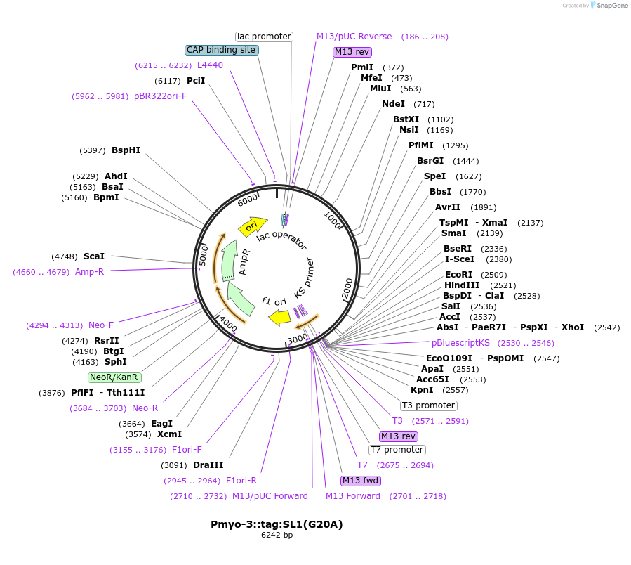 81114-plasmid-map-sequence-id-161479