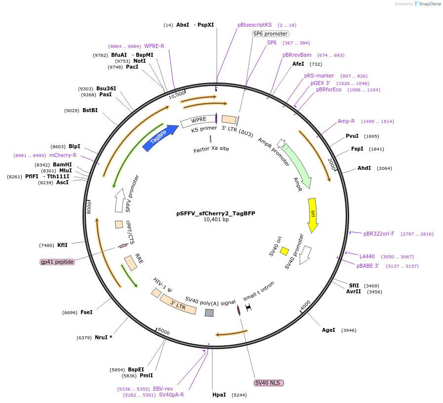83031-plasmid-map-sequence-id-161498