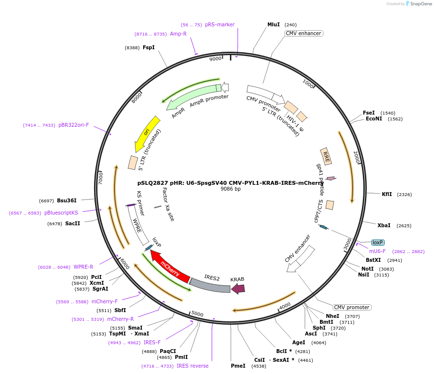 84260-plasmid-map-sequence-id-161546