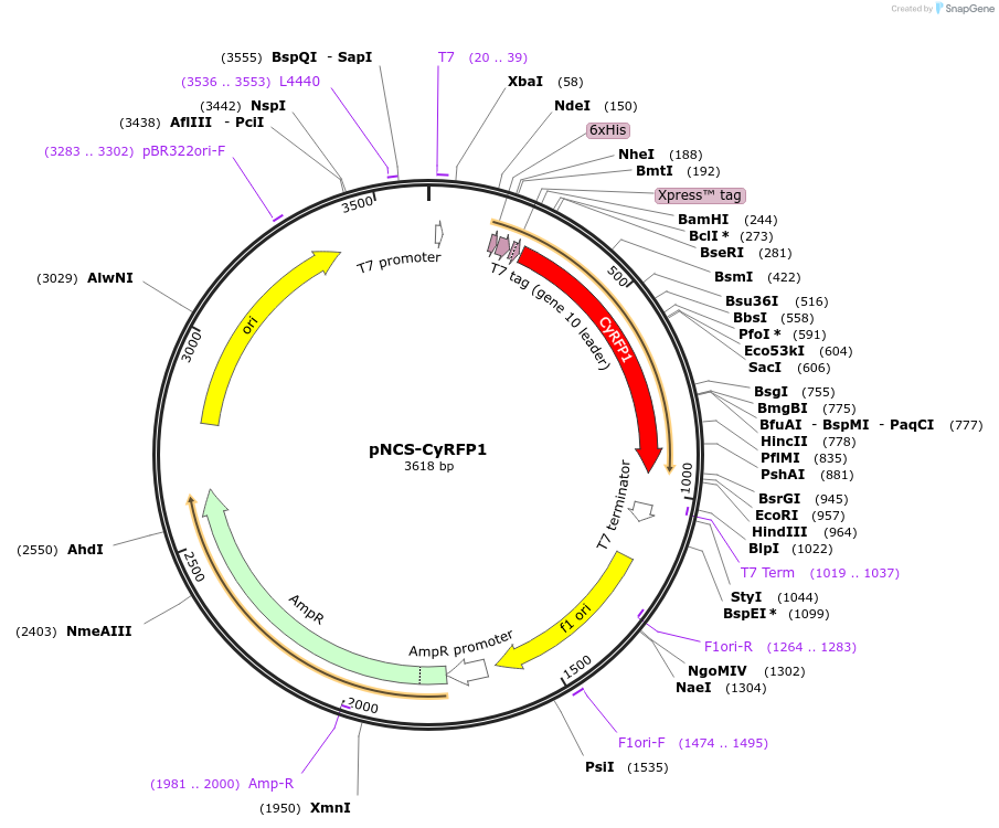 84546-plasmid-map-sequence-id-161607