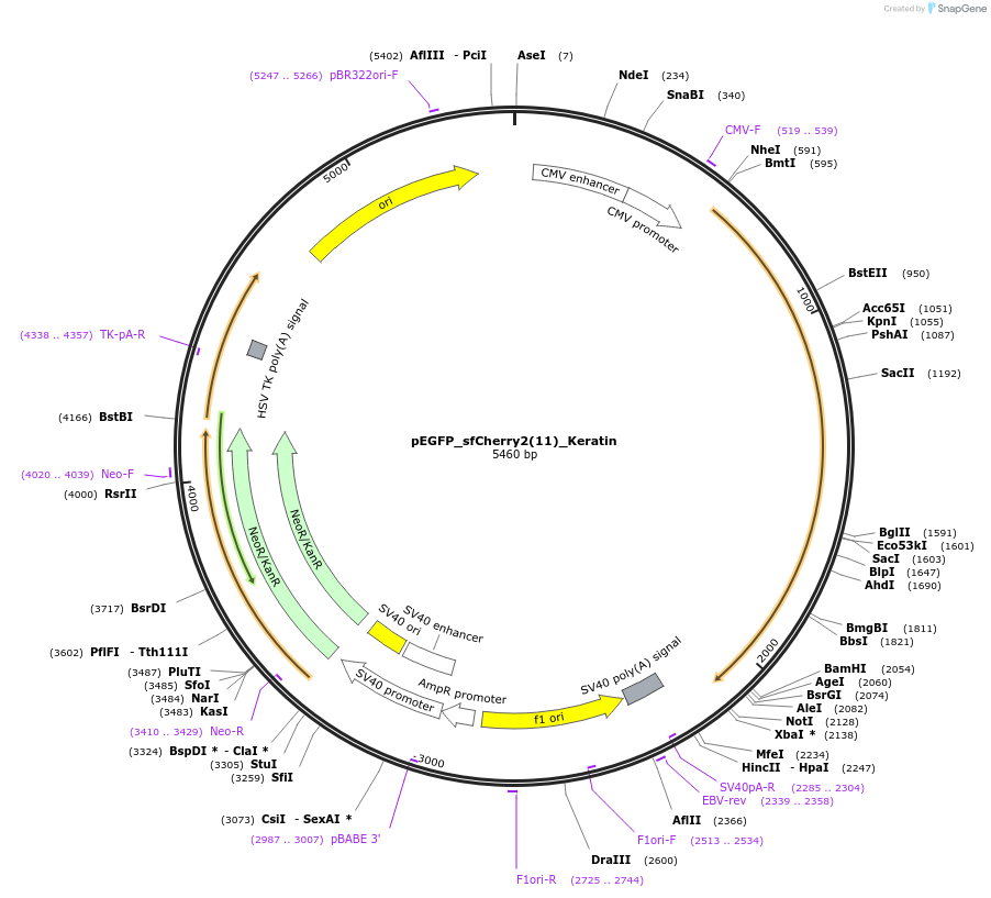 82604-plasmid-map-sequence-id-161624