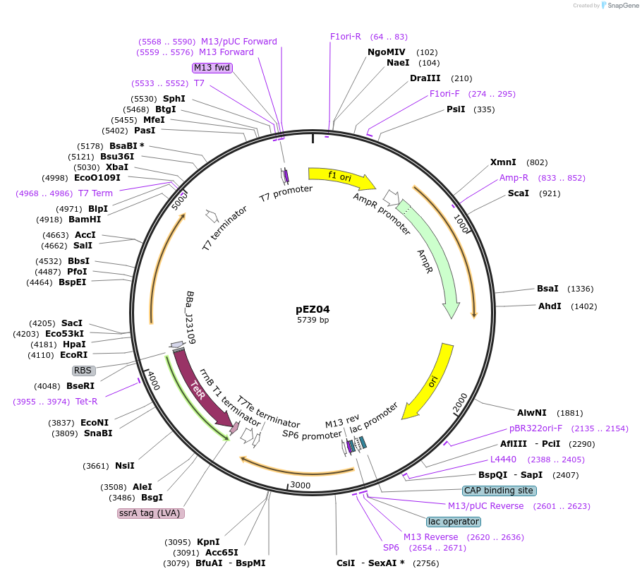 81127-plasmid-map-sequence-id-161633