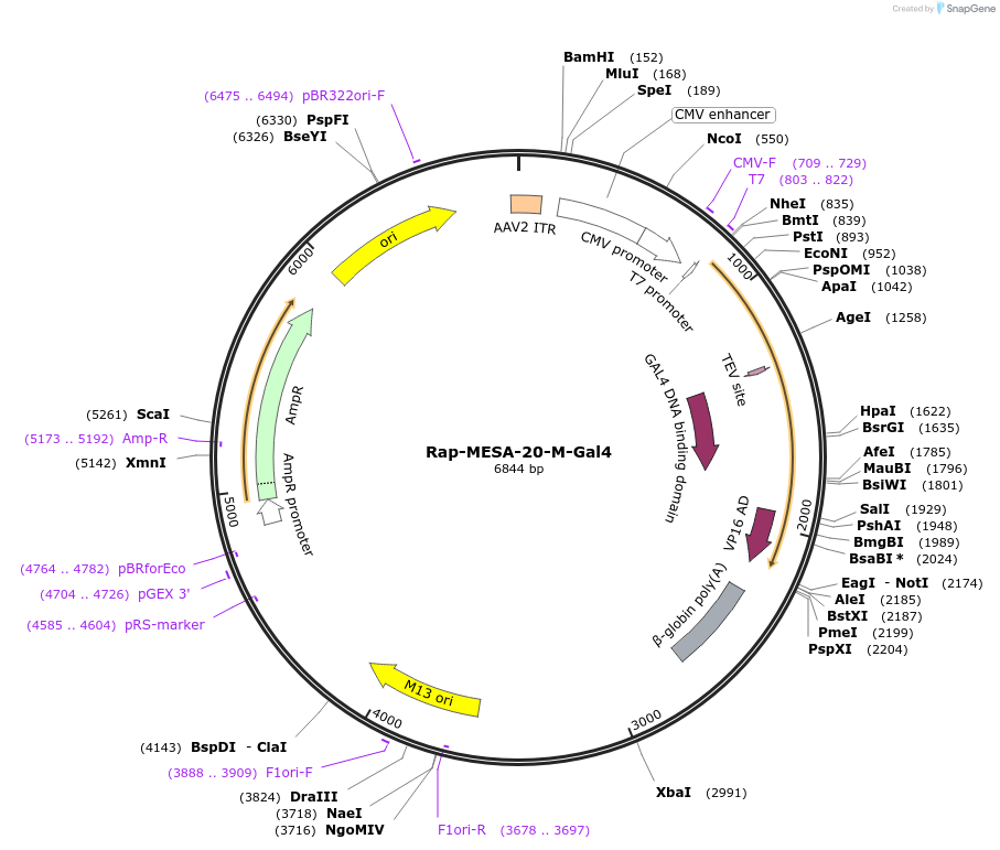 84554-plasmid-map-sequence-id-161649