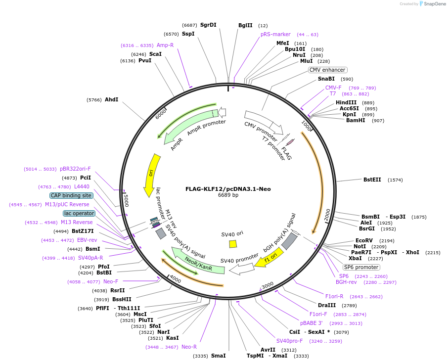 81069-plasmid-map-sequence-id-161652