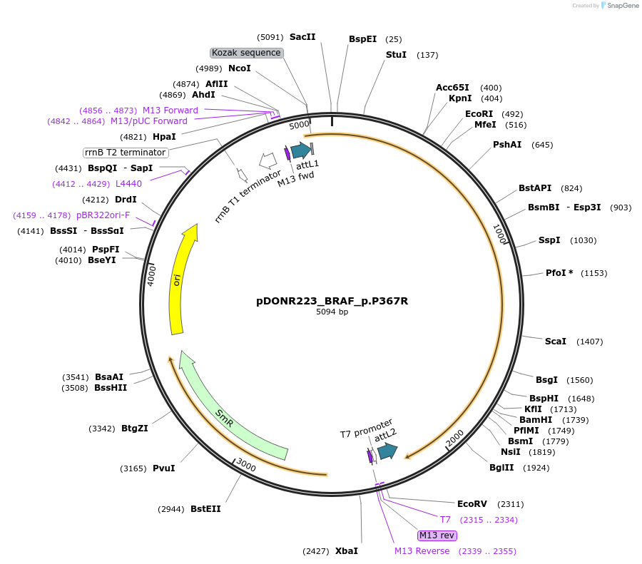 82851-plasmid-map-sequence-id-161660