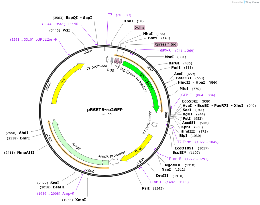 82366-plasmid-map-sequence-id-161664
