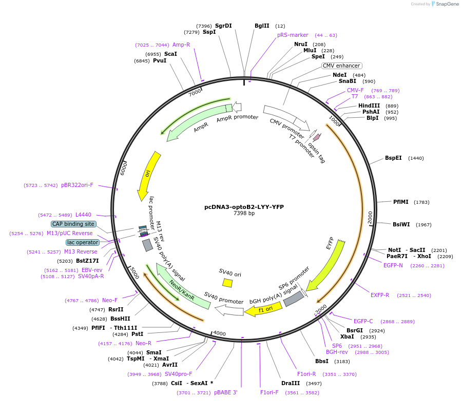 75271-plasmid-map-sequence-id-161670