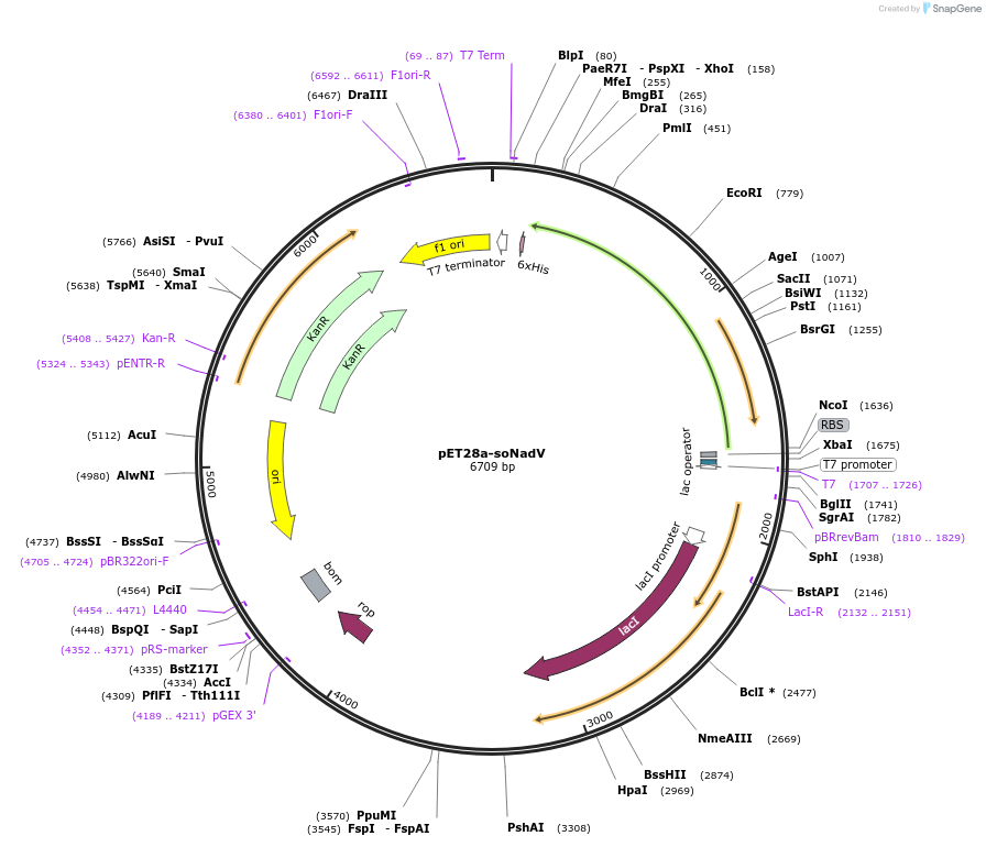 83363-plasmid-map-sequence-id-161675