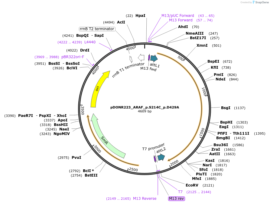 82904-plasmid-map-sequence-id-161689