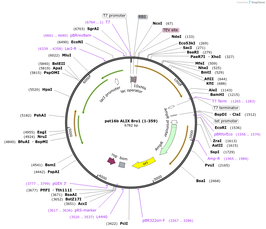 80641-plasmid-map-sequence-id-161701