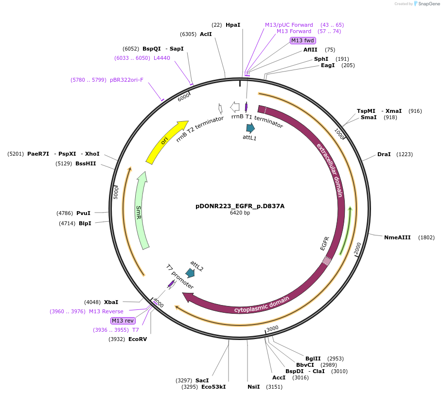 82912-plasmid-map-sequence-id-161709