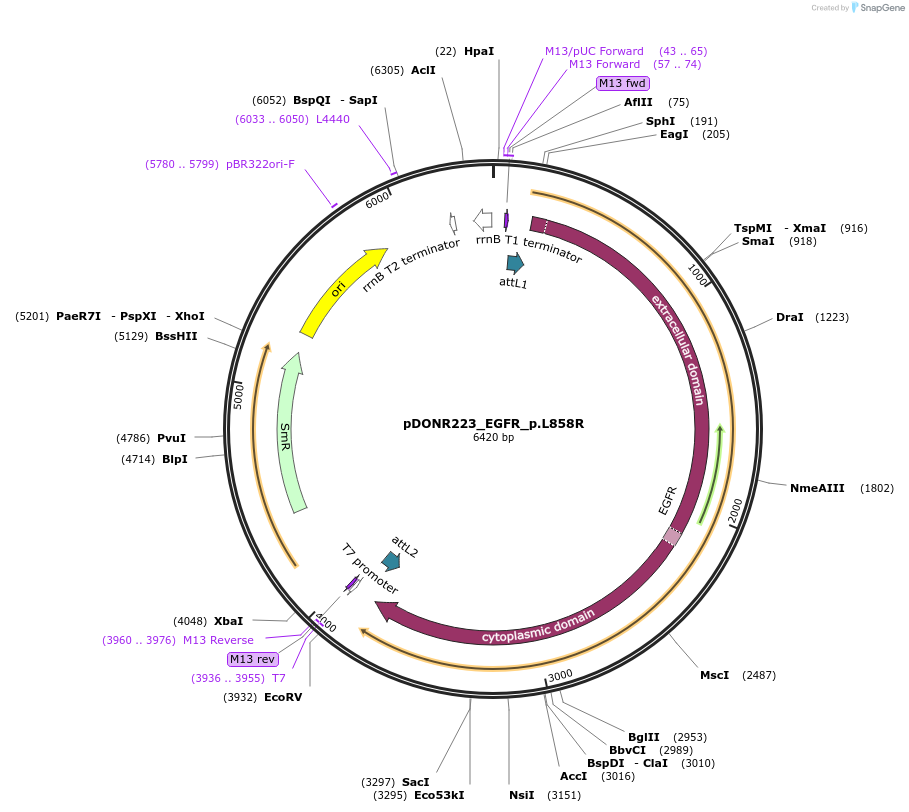 82906-plasmid-map-sequence-id-161719