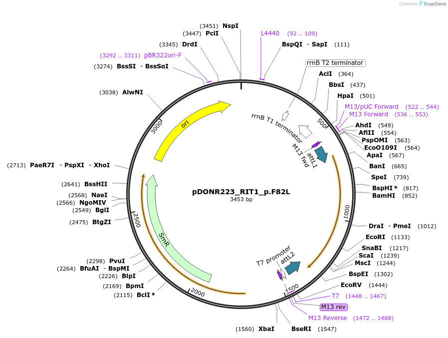 82739-plasmid-map-sequence-id-161723