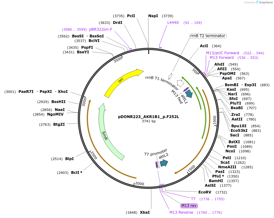 82743-plasmid-map-sequence-id-161743