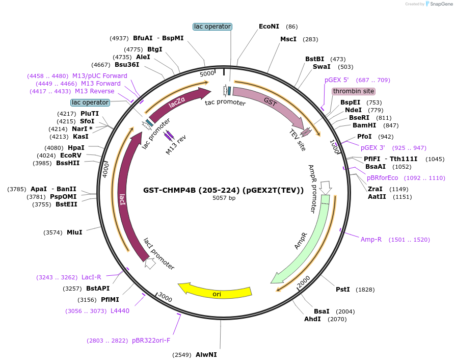 80634-plasmid-map-sequence-id-161751