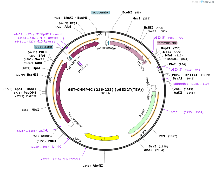 80635-plasmid-map-sequence-id-161755